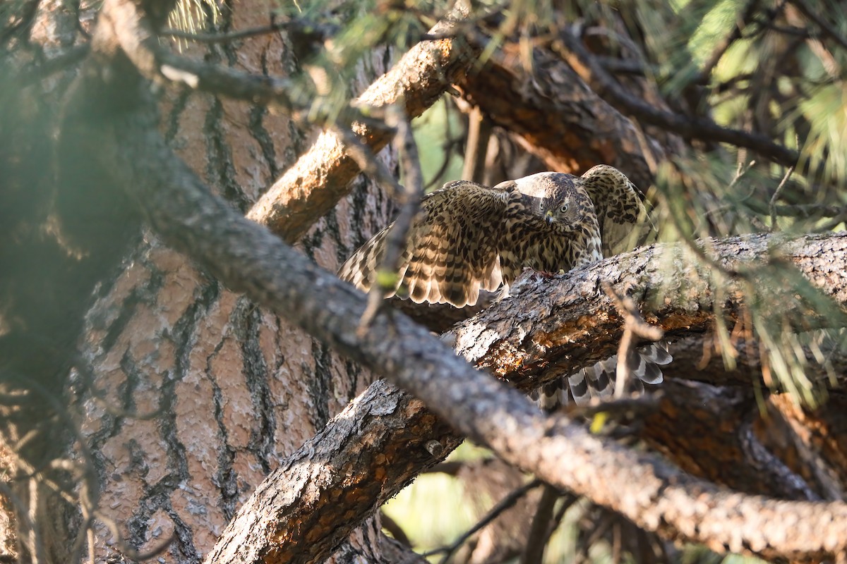 American Goshawk - ML622491537