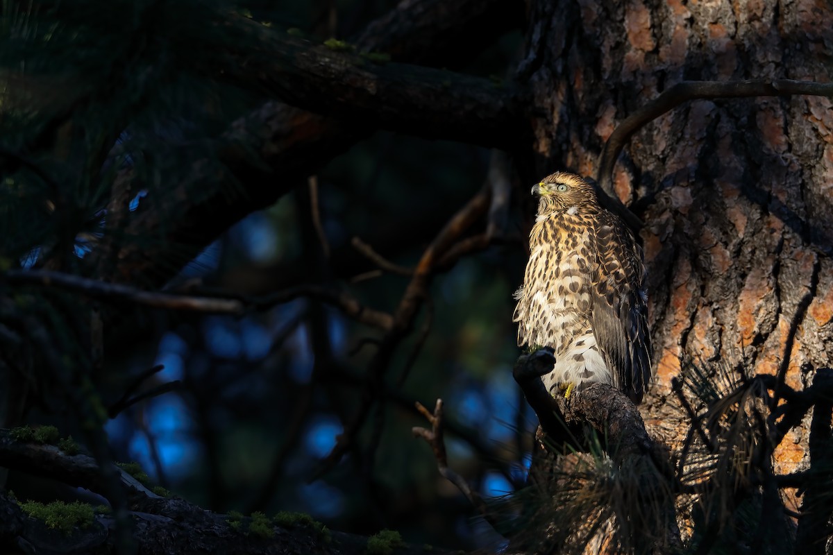 American Goshawk - ML622491538