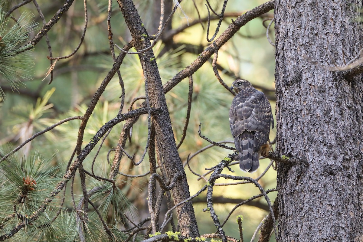 American Goshawk - ML622491539