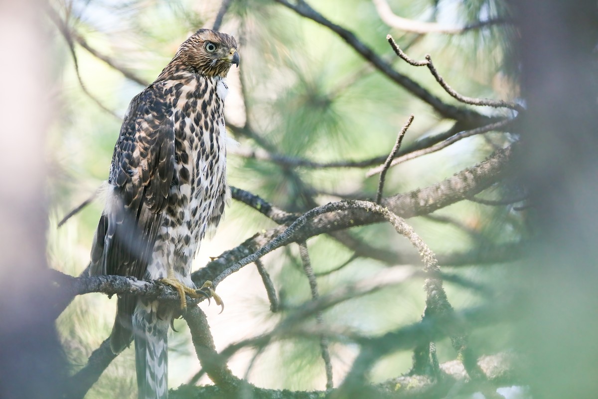 American Goshawk - ML622491543