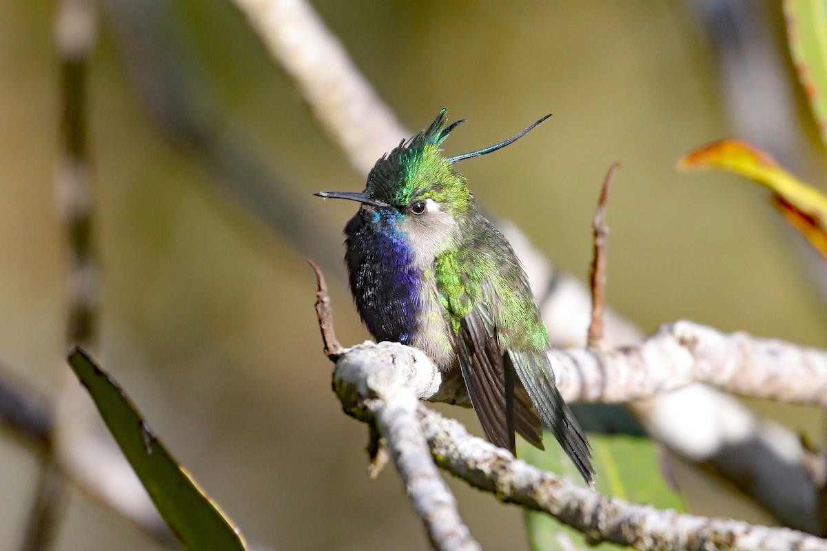 Green-crowned Plovercrest - ML622491607