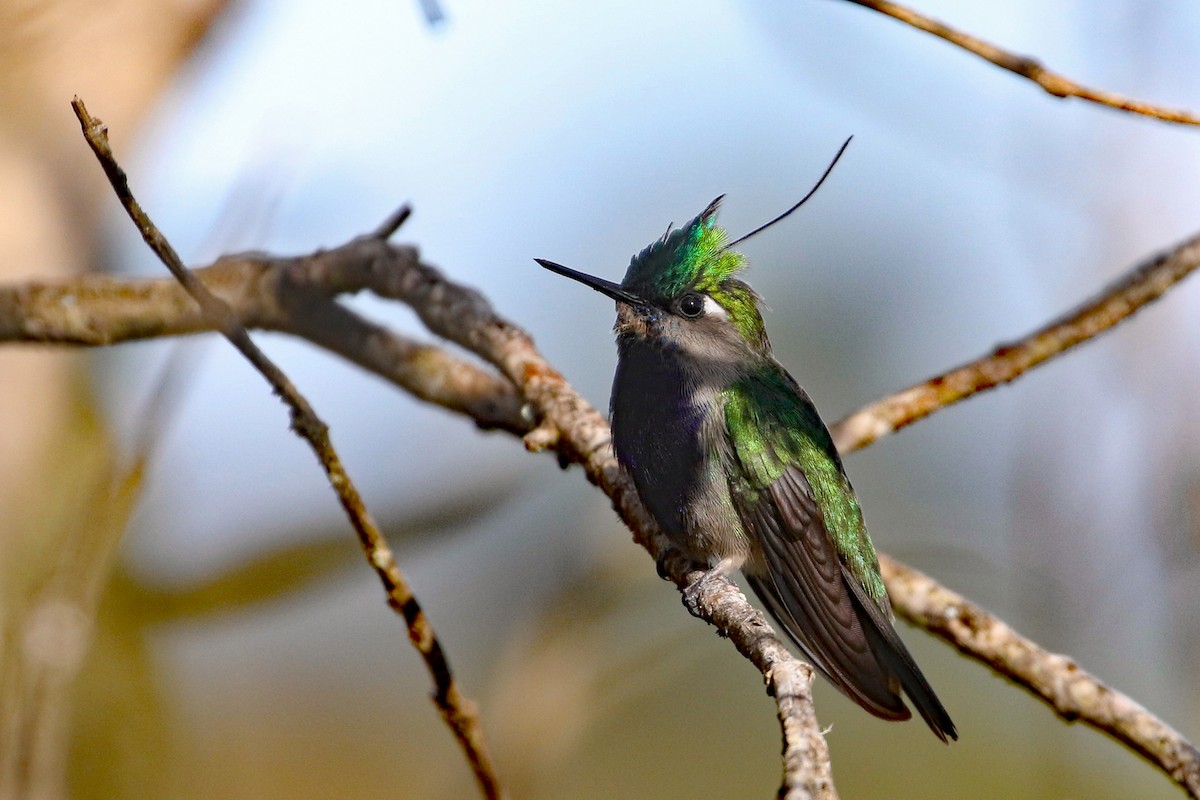 Green-crowned Plovercrest - ML622491608