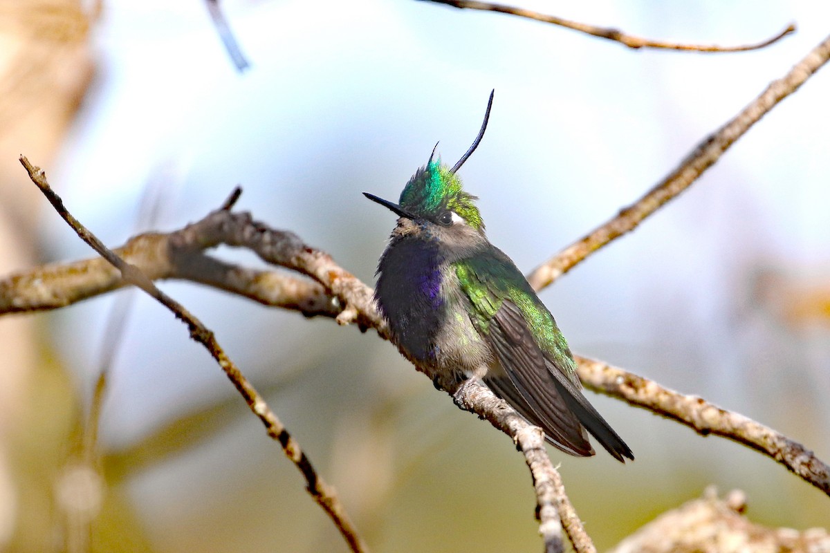 Green-crowned Plovercrest - ML622491609