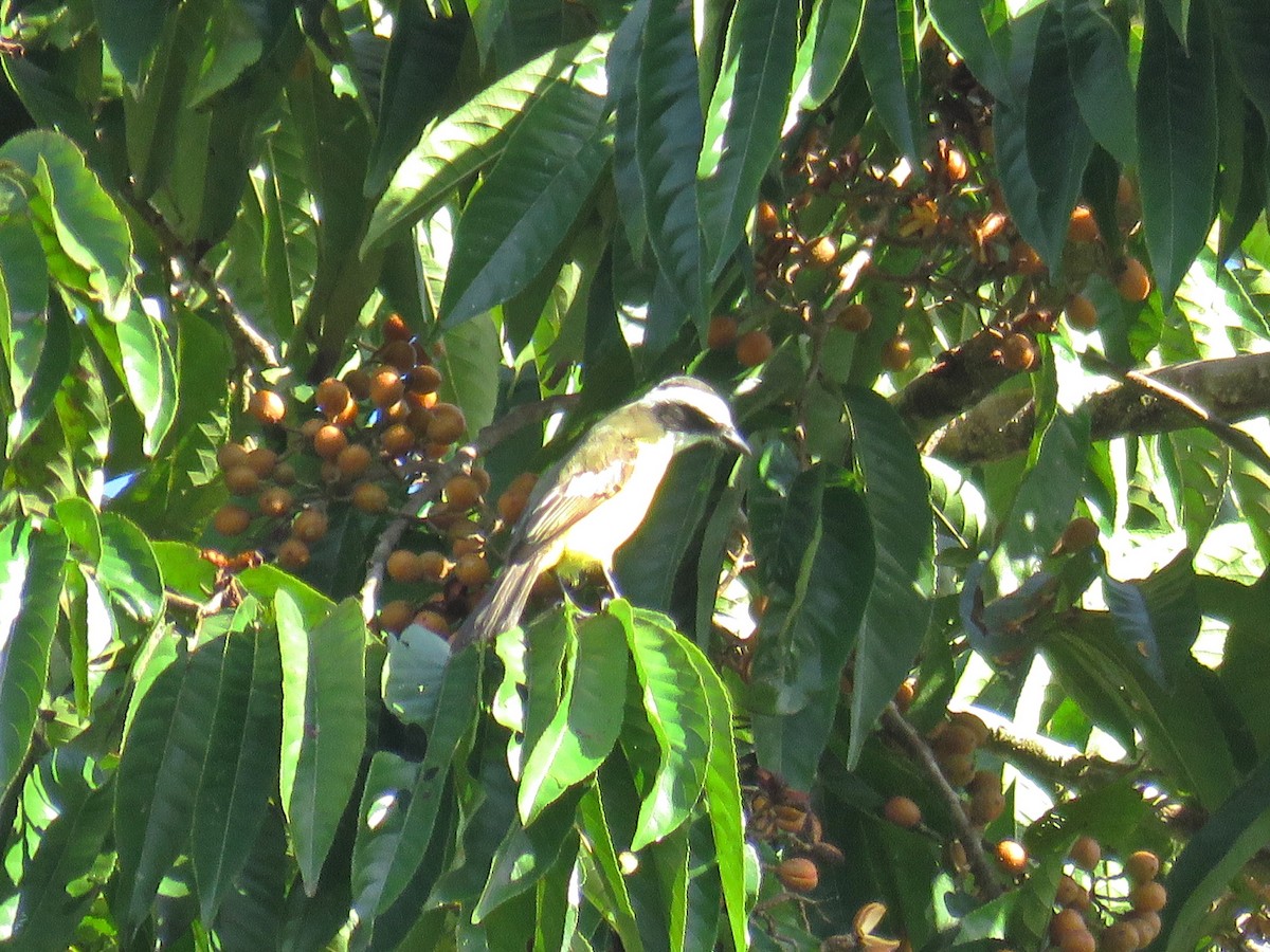 White-ringed Flycatcher - ML622491628