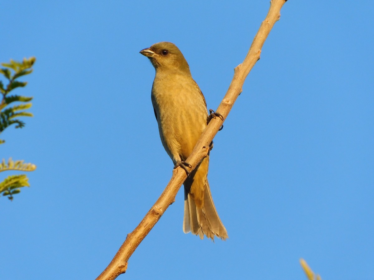 Blue-and-yellow Tanager - Sebastián Gómez Barboza Silveira