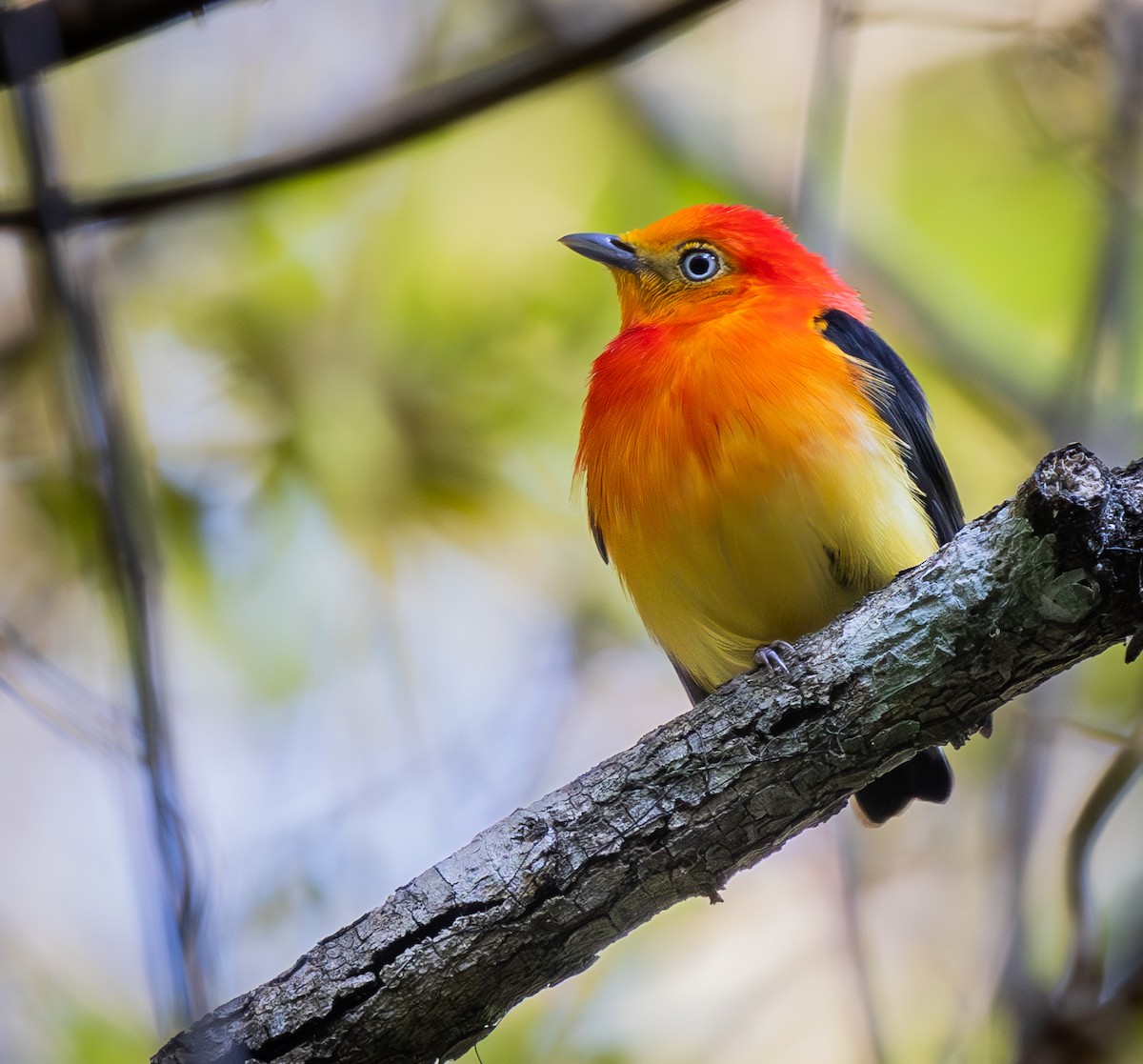 Band-tailed Manakin - ML622491758