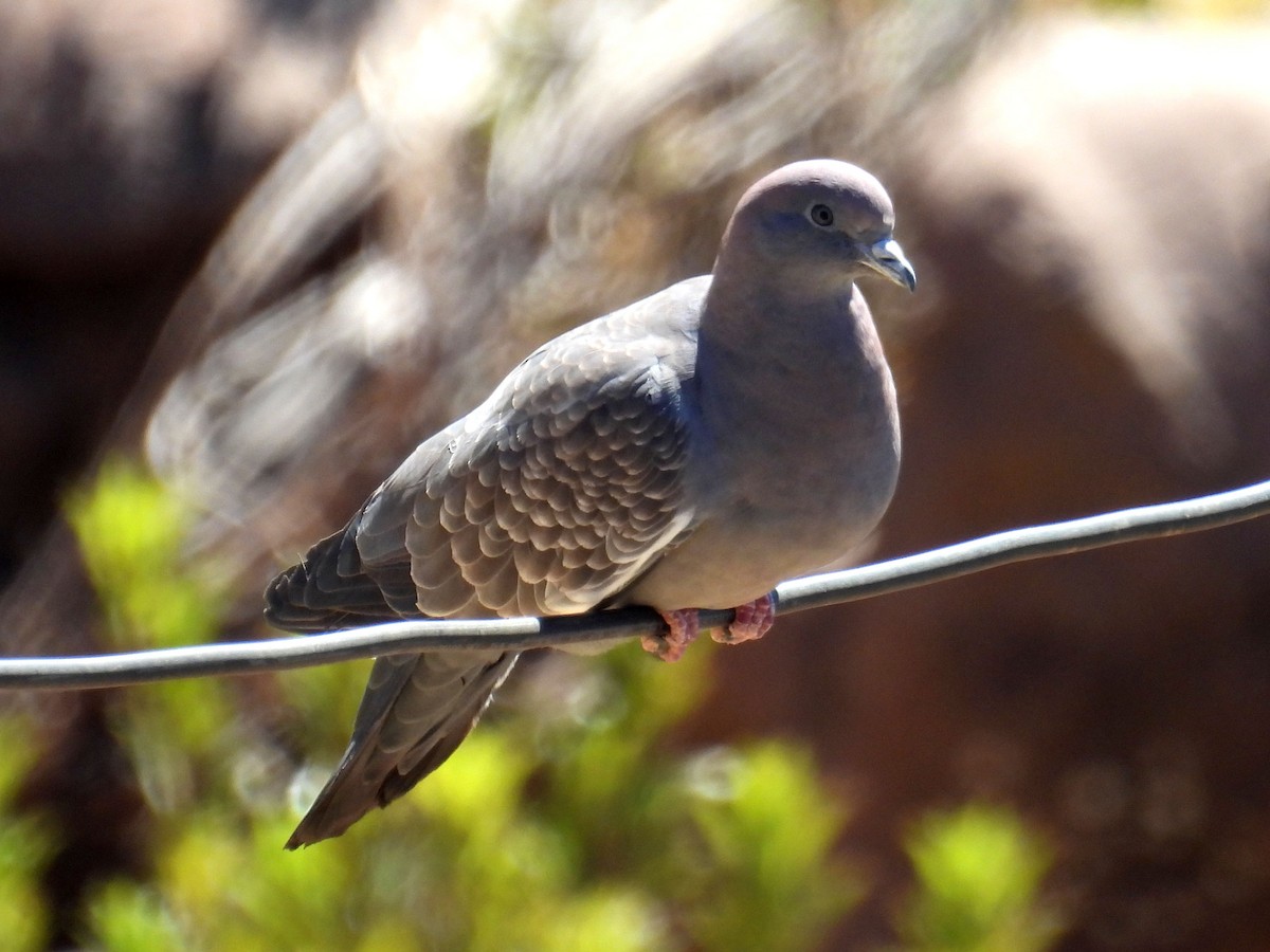 Spot-winged Pigeon - John Sanchez