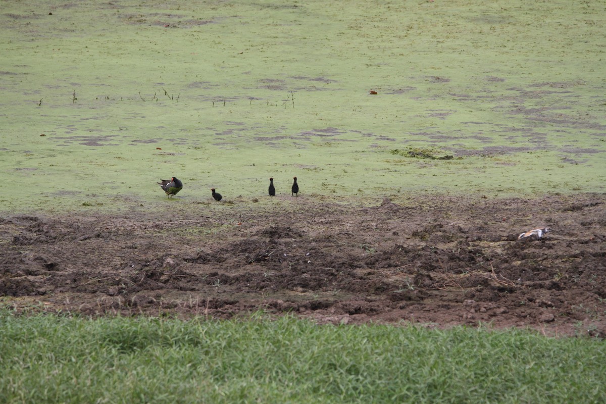 Common Gallinule - ML622491783