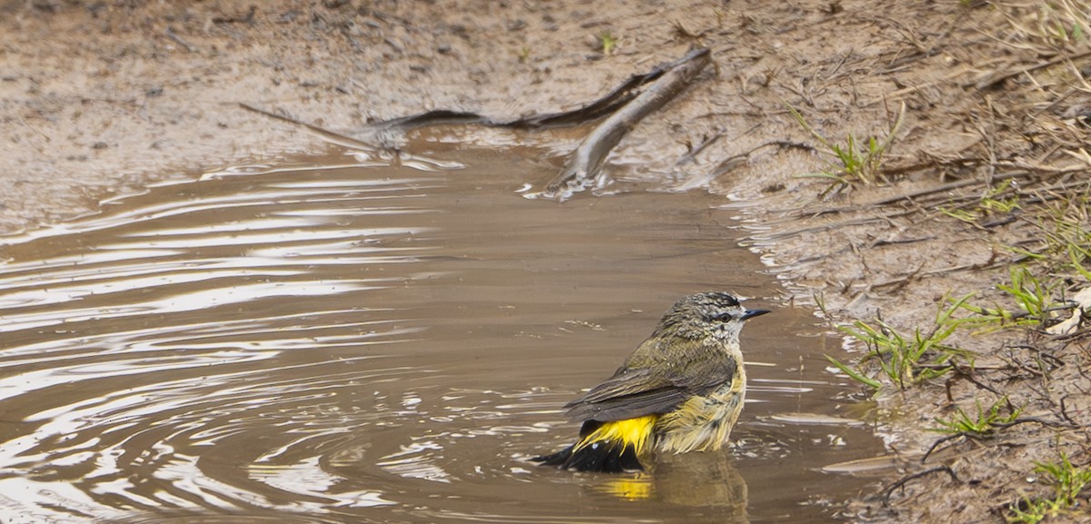 Yellow-rumped Thornbill - ML622491787