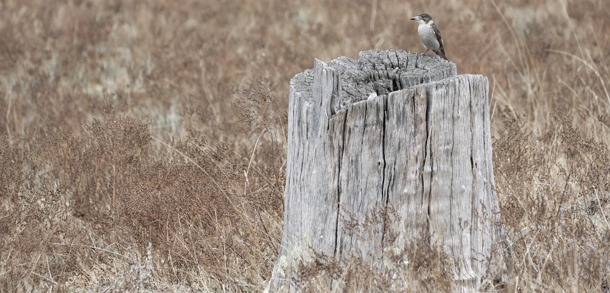 Gray Butcherbird - ML622491800