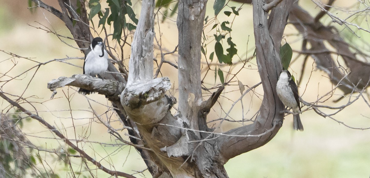 Gray Butcherbird - ML622491803