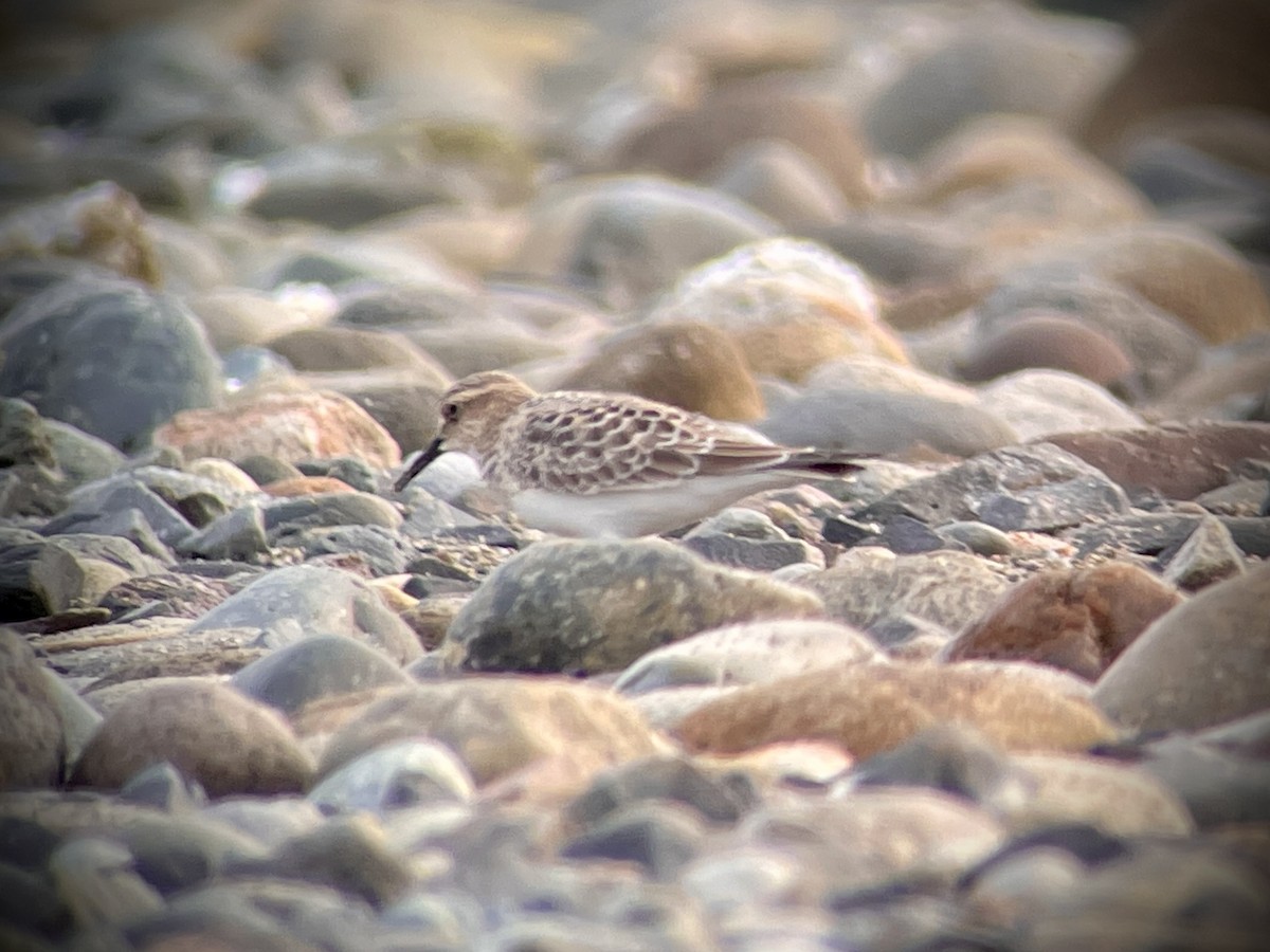 Baird's Sandpiper - Craig R Miller