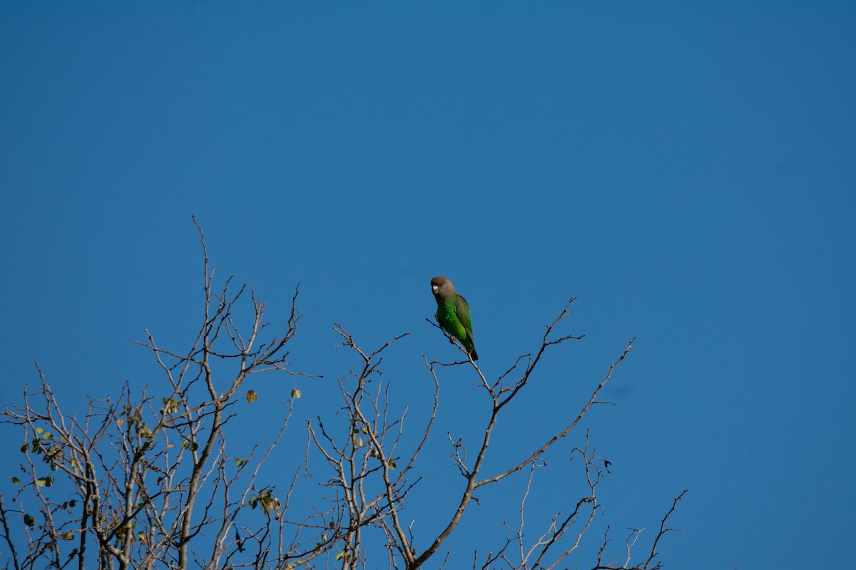 Brown-headed Parrot - ML622491922