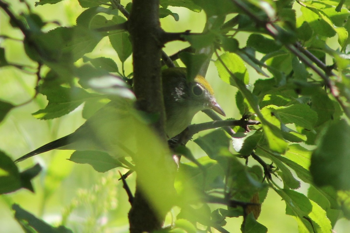 Chestnut-sided Warbler - ML622491975