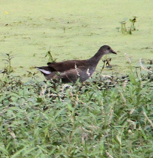 Common Gallinule - ML622492011