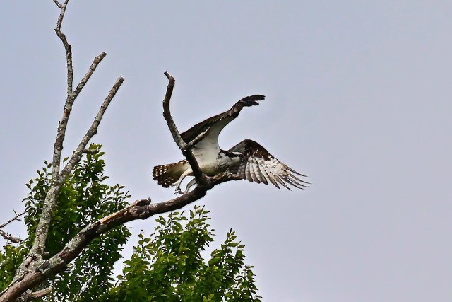 Скопа - ML622492049