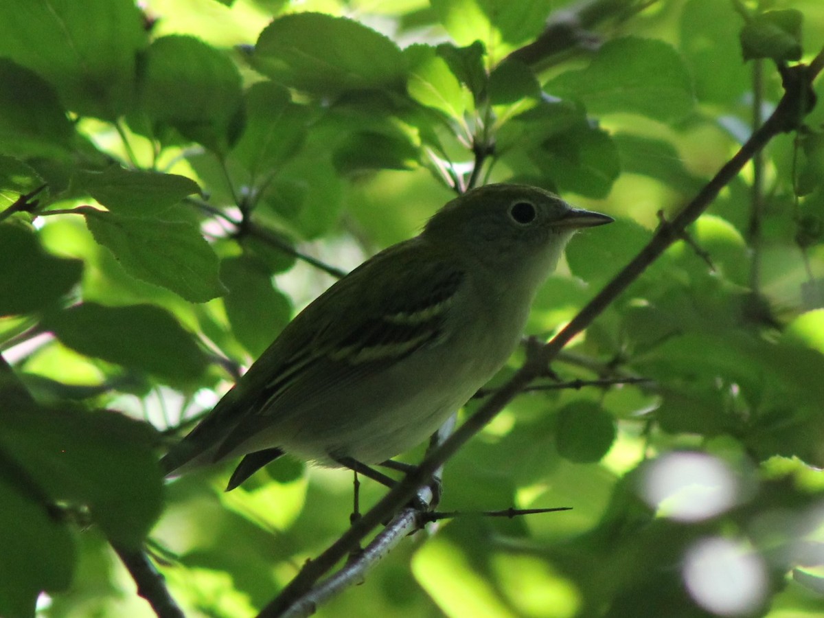 Chestnut-sided Warbler - ML622492078