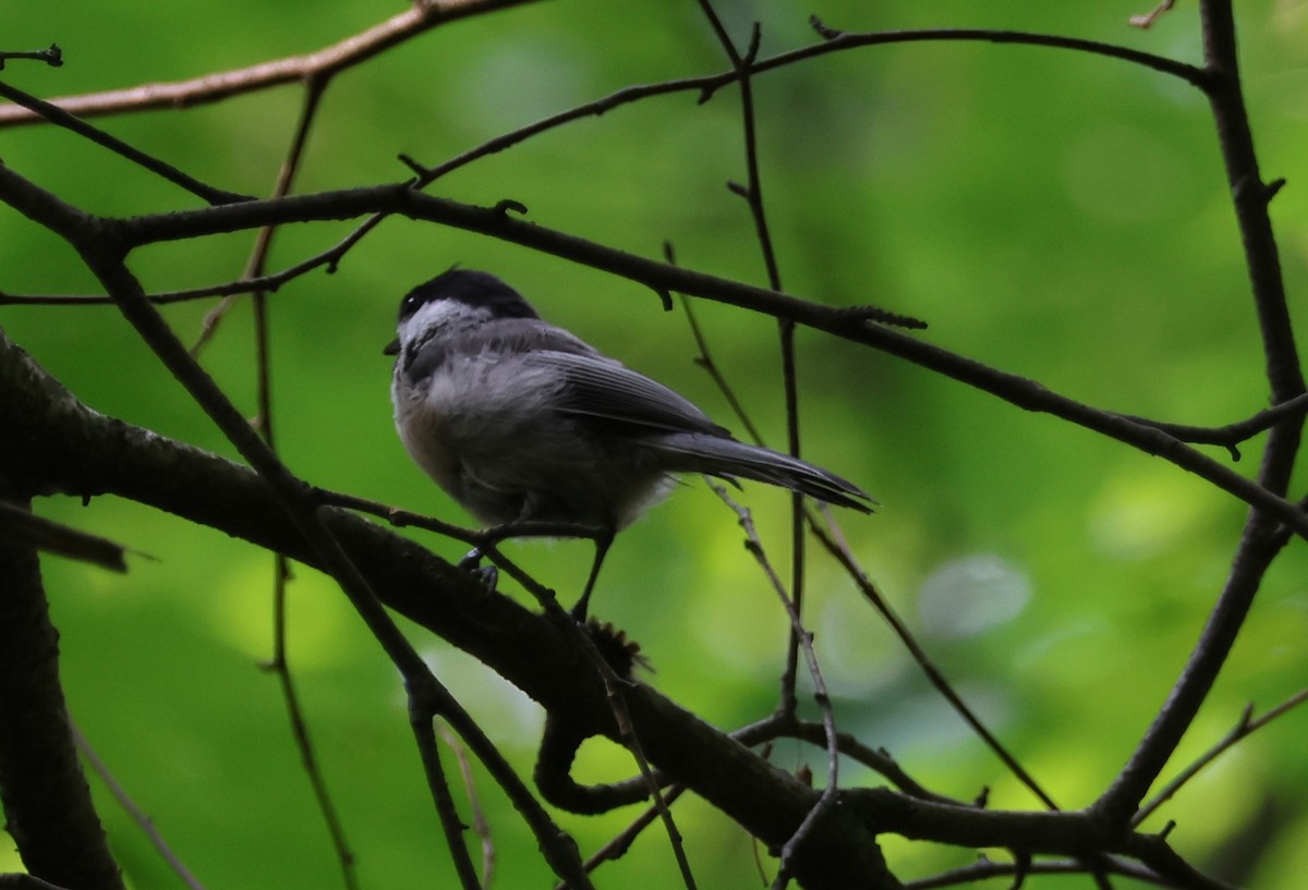 Mésange à tête noire - ML622492099