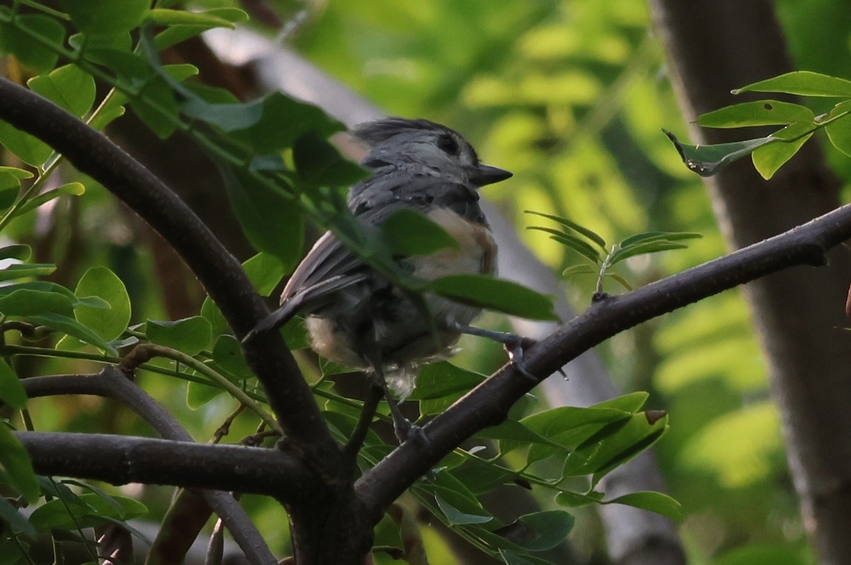 Mésange bicolore - ML622492104