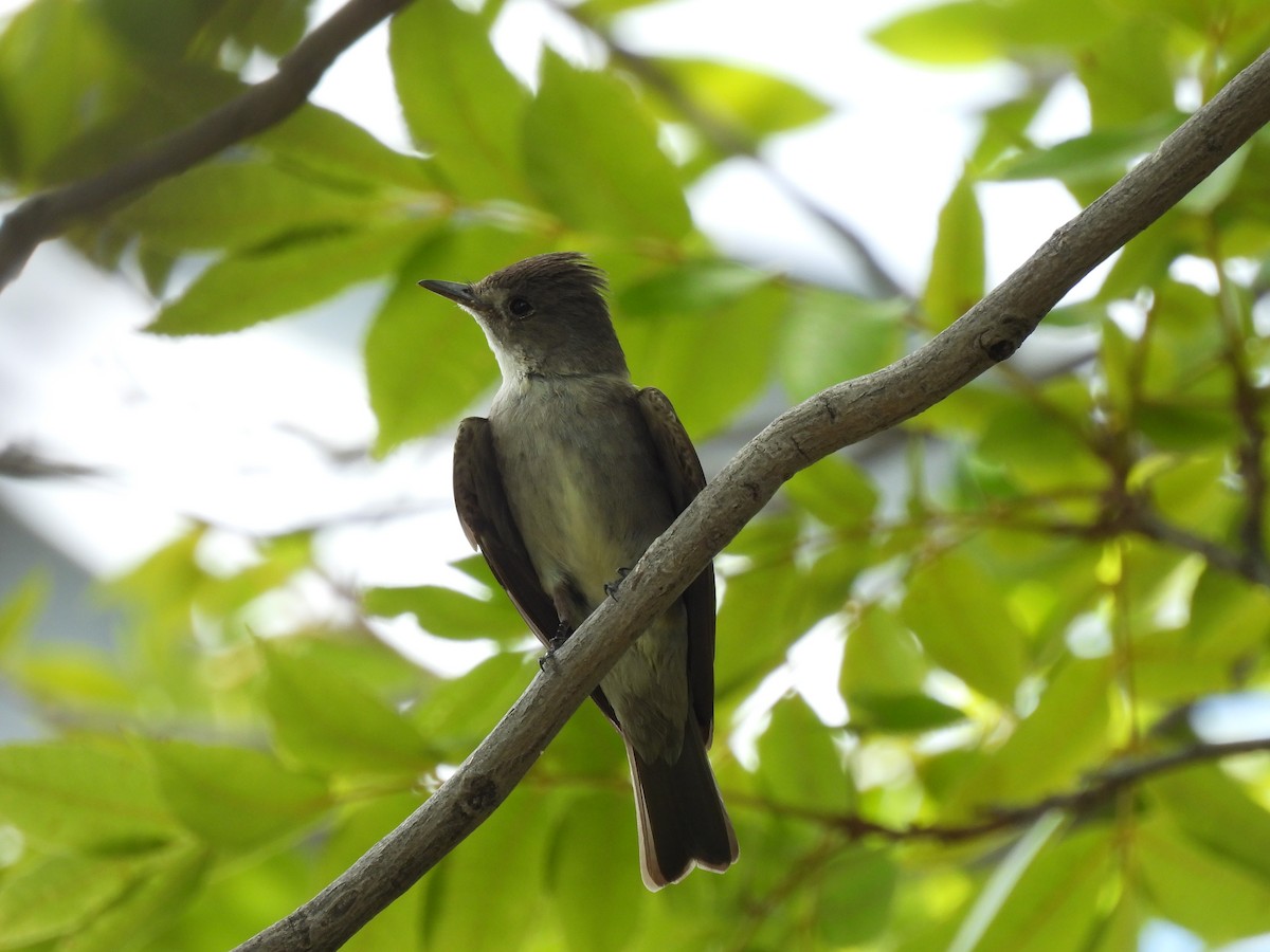 Western Wood-Pewee - ML622492129