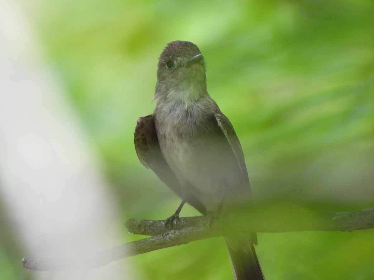 Western Wood-Pewee - ML622492130