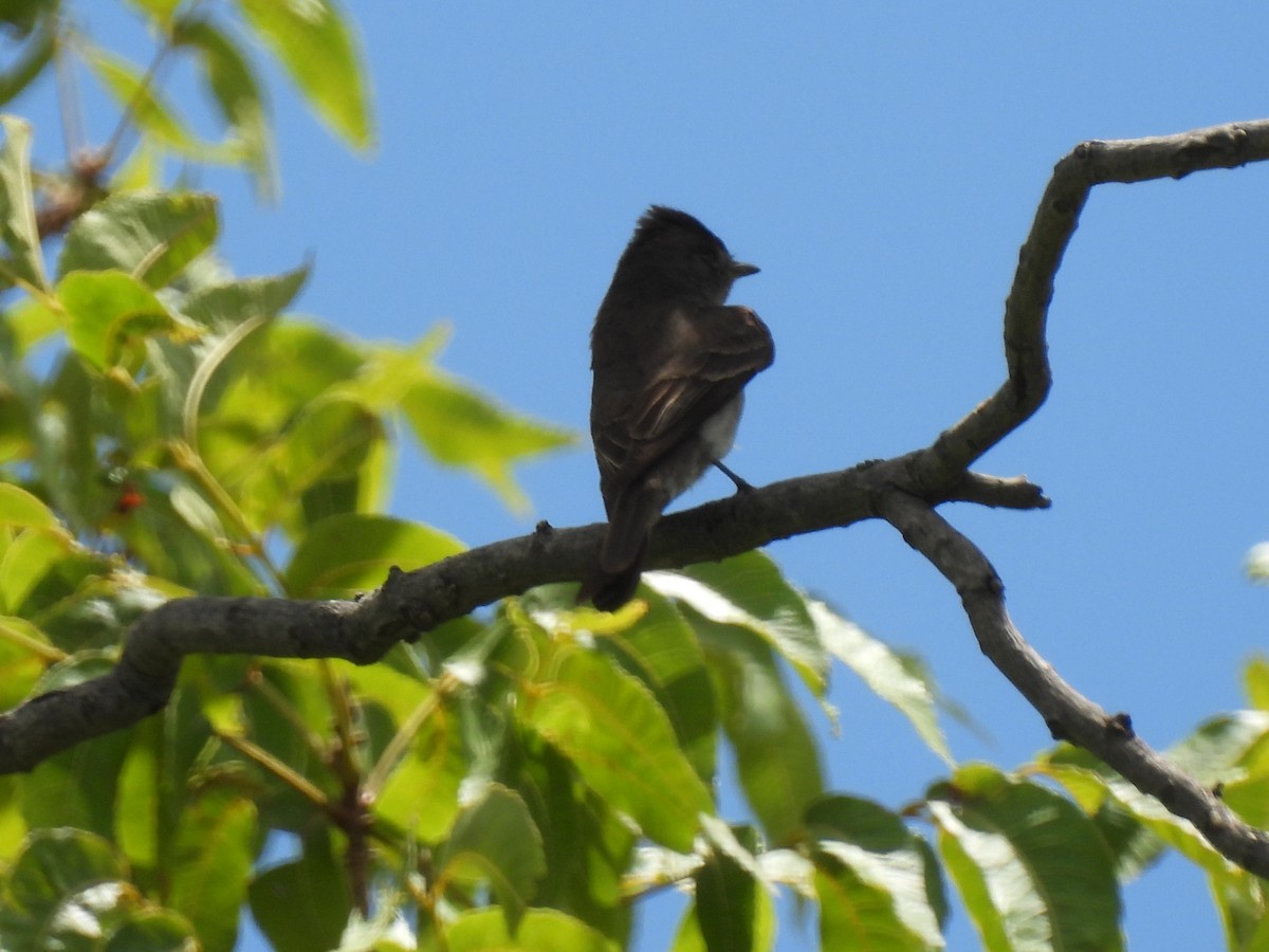 Western Wood-Pewee - ML622492131