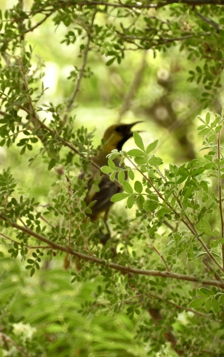 Orchard Oriole - ML622492135