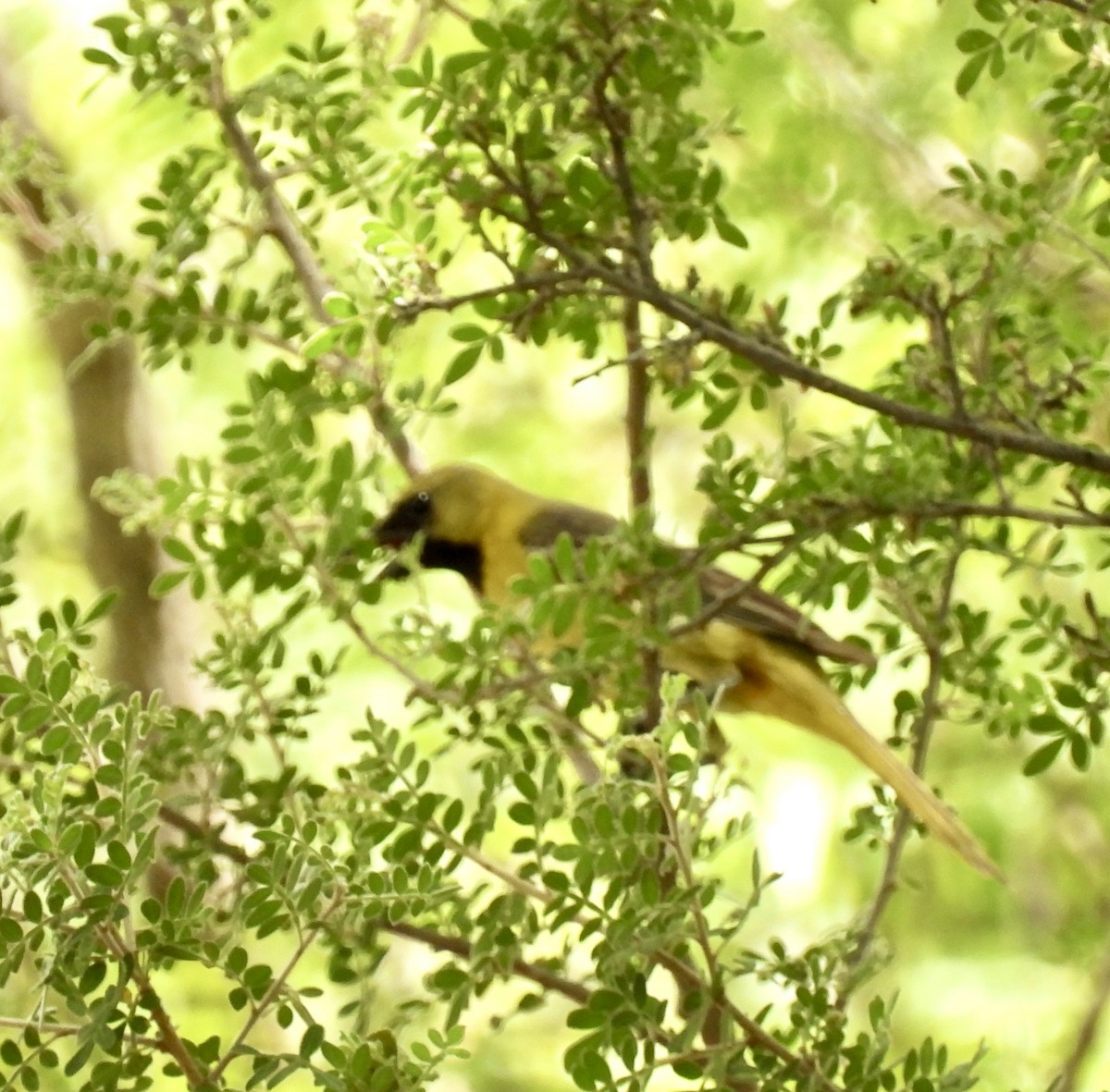 Orchard Oriole - ML622492136