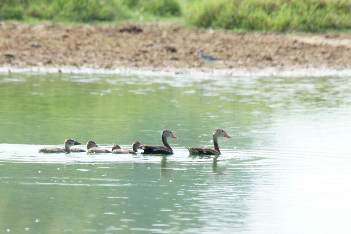 Black-bellied Whistling-Duck - ML622492149