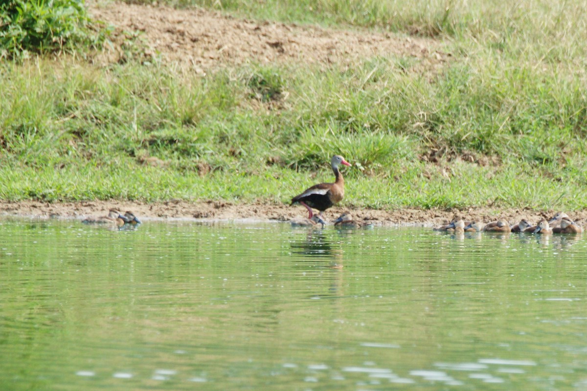 Black-bellied Whistling-Duck - ML622492150