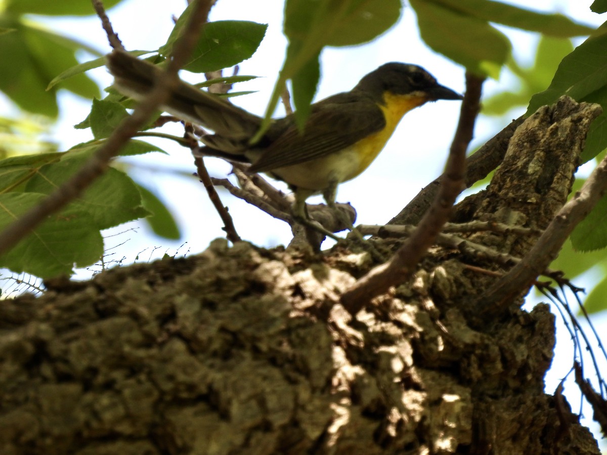 Yellow-breasted Chat - Christopher Daniels