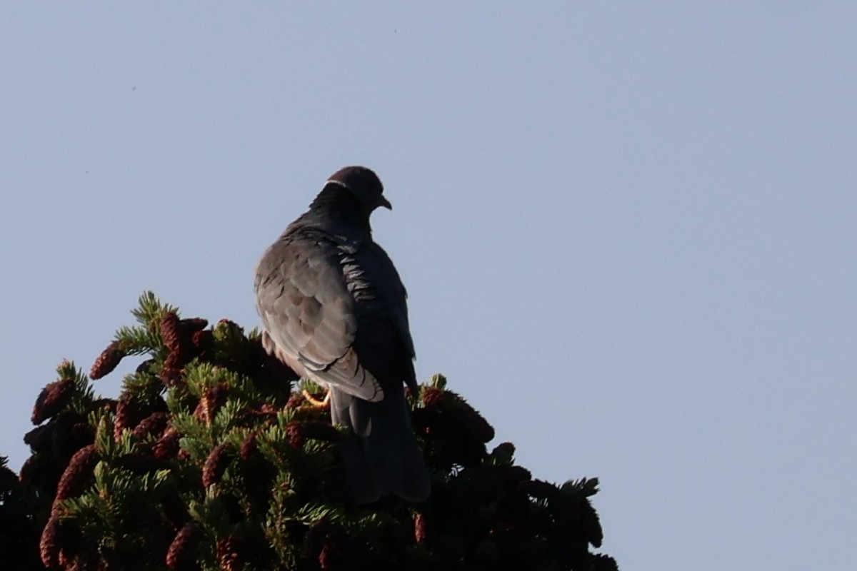 Band-tailed Pigeon - ML622492187