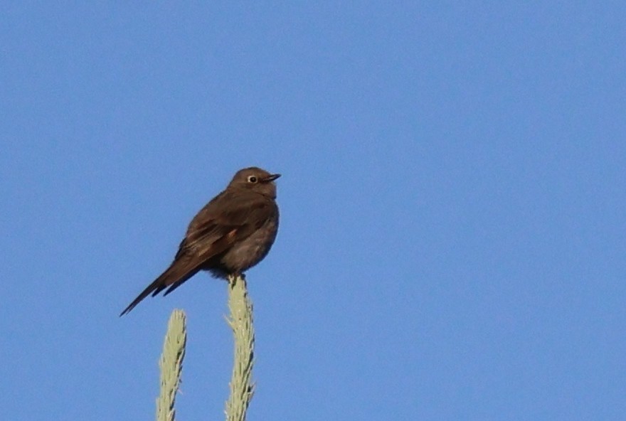 Townsend's Solitaire - ML622492200