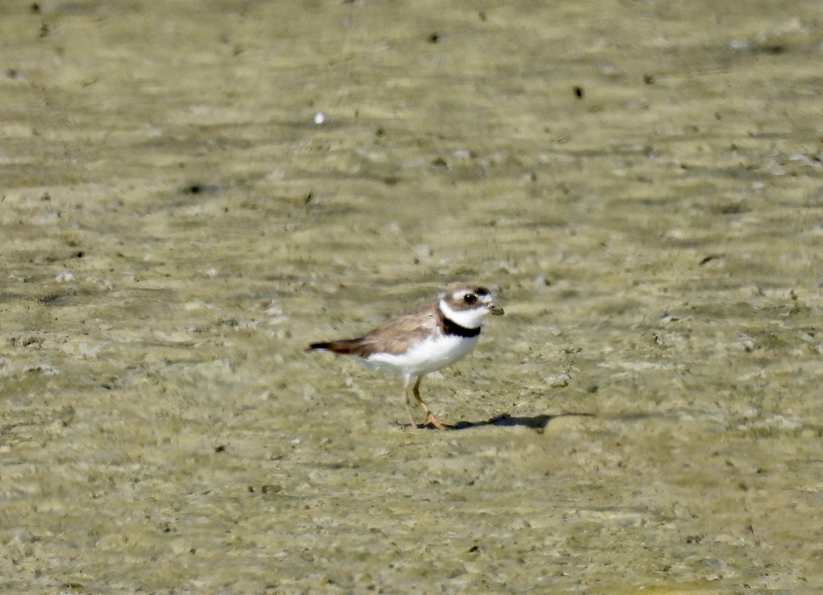 Semipalmated Plover - ML622492201