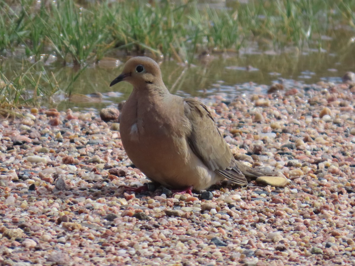 Mourning Dove - ML622492230