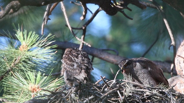 American Goshawk - ML622492259