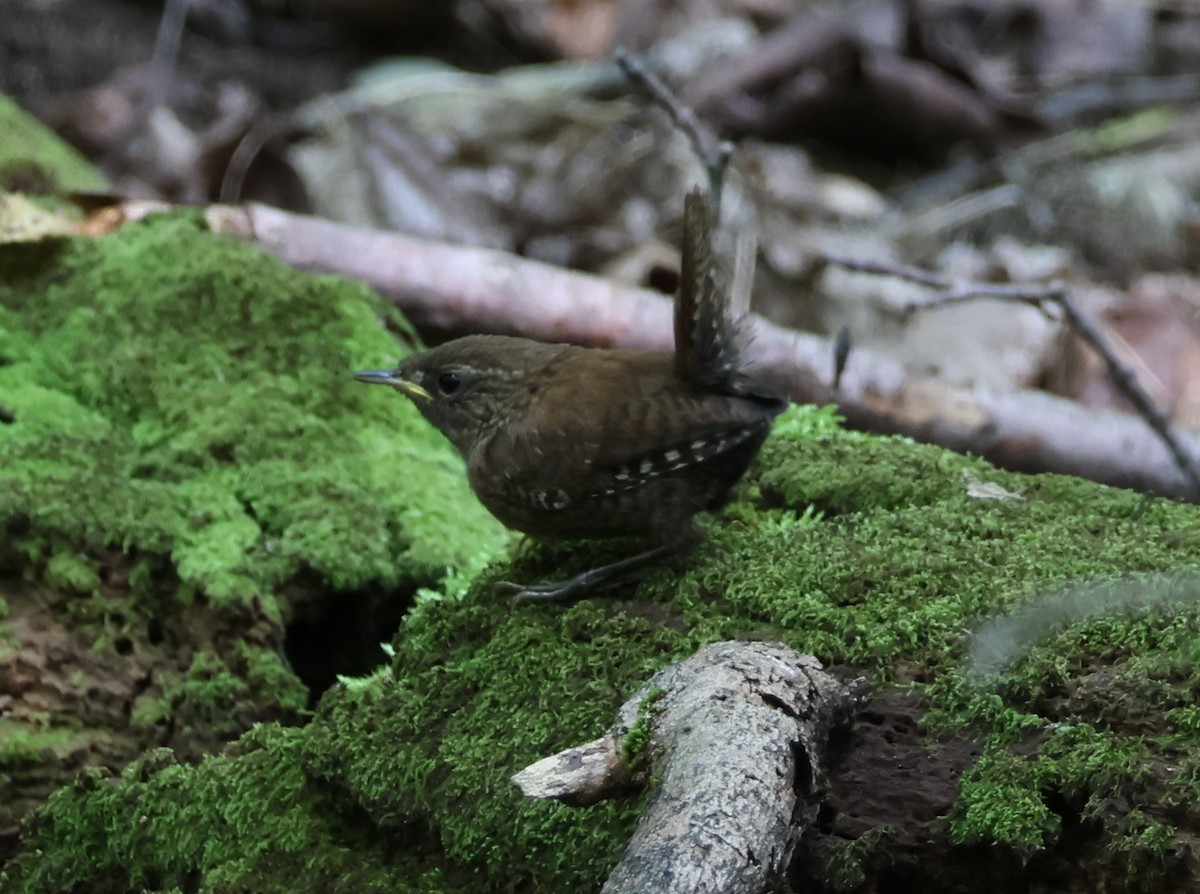 Troglodyte des forêts - ML622492285