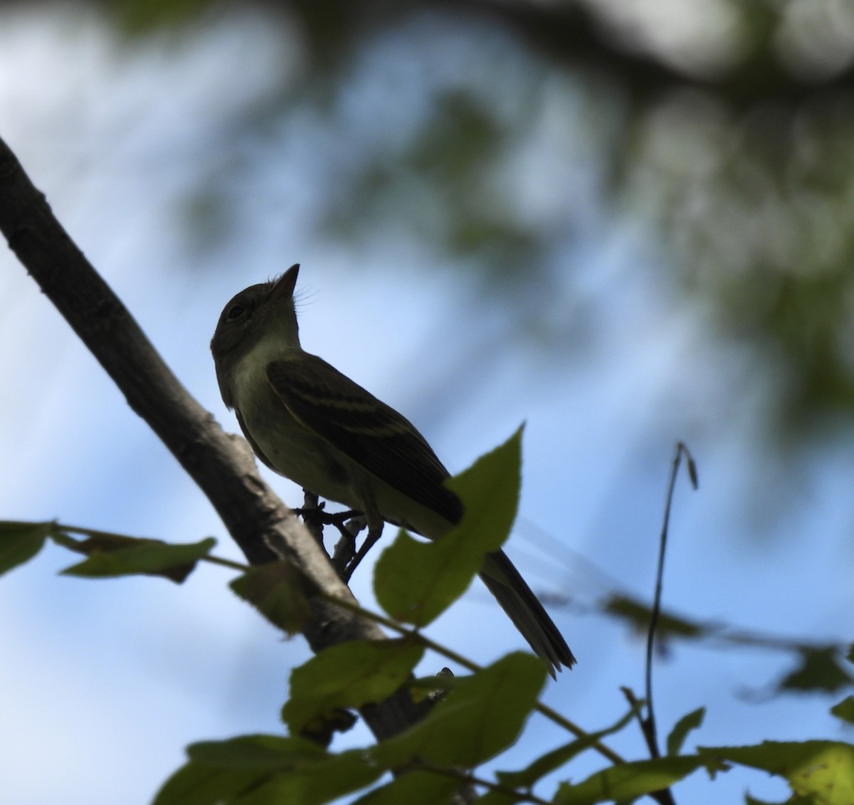 Willow Flycatcher - ML622492350