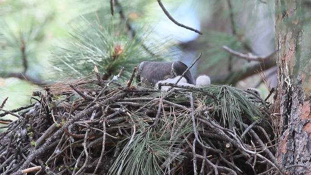 American Goshawk - ML622492365