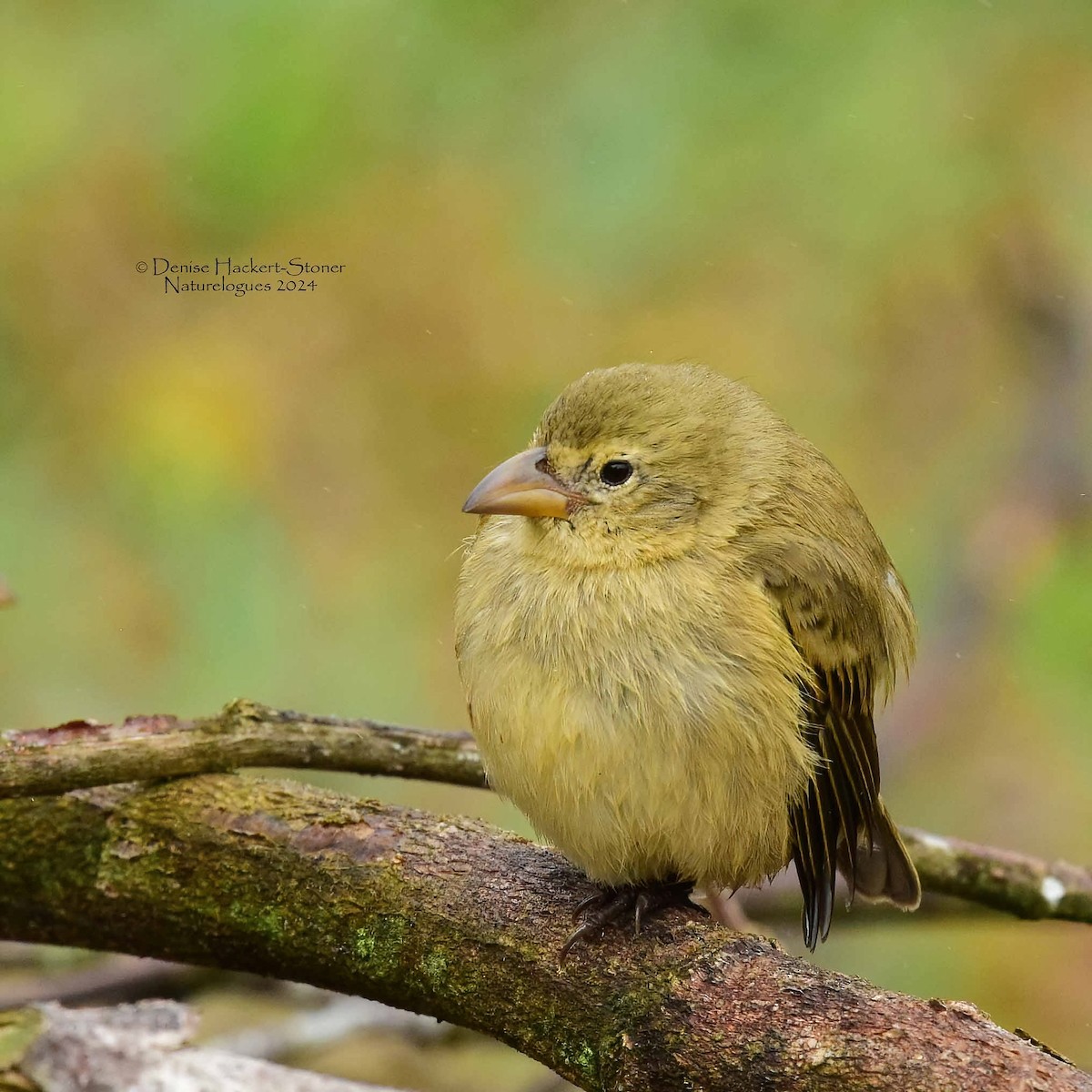 Woodpecker Finch - ML622492436