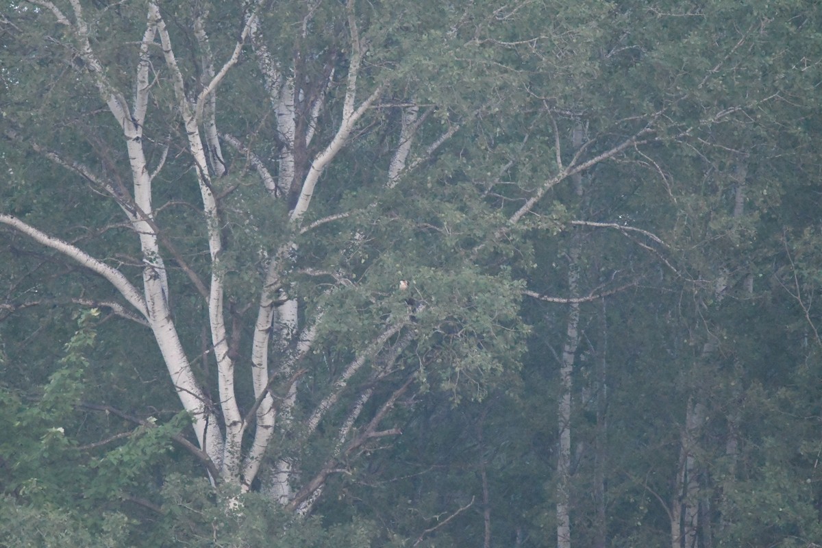 Crested Caracara - ML622492589