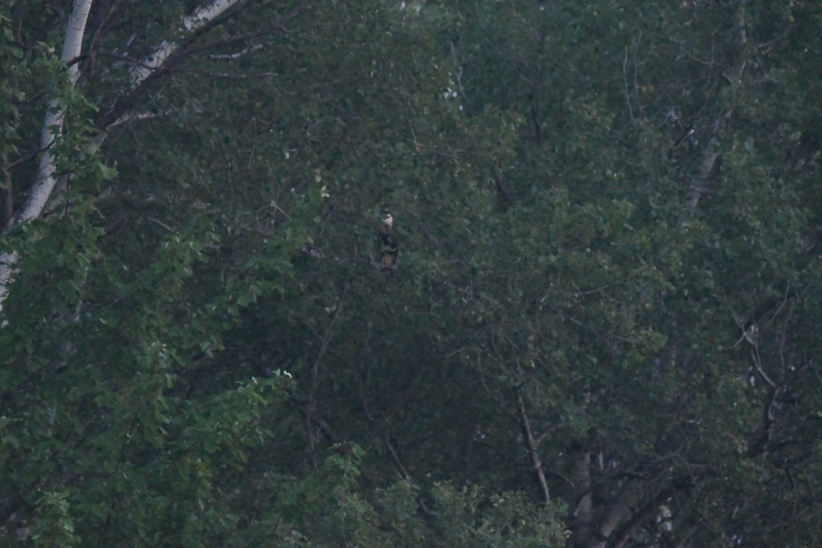 Crested Caracara - ML622492590