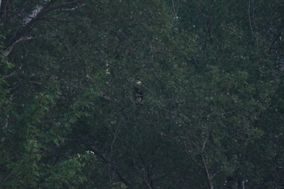 Crested Caracara - ML622492591