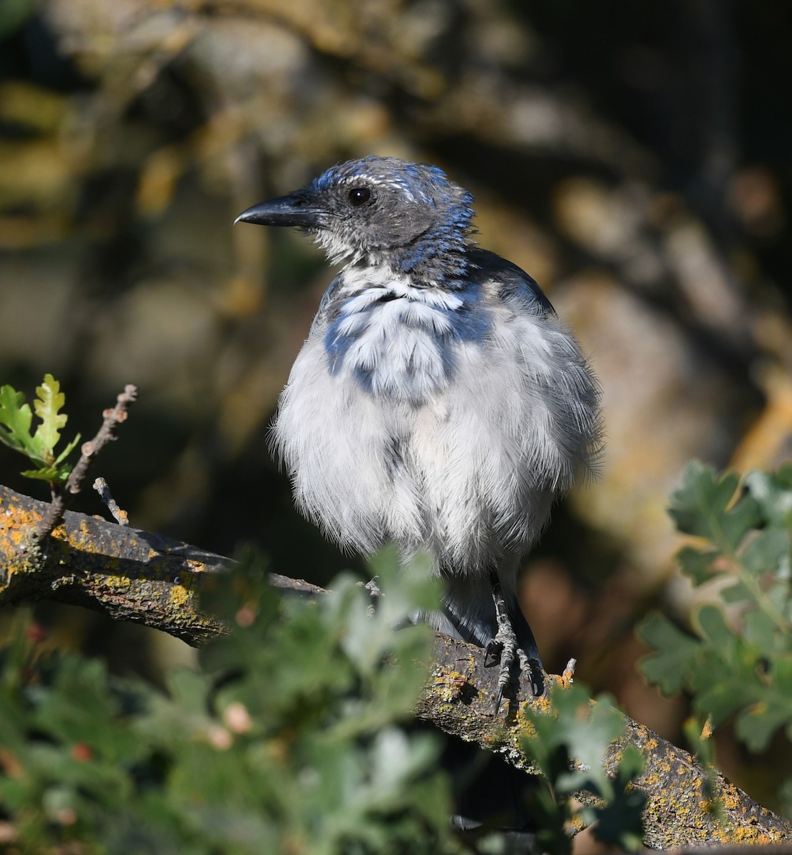 California Scrub-Jay - ML622492593