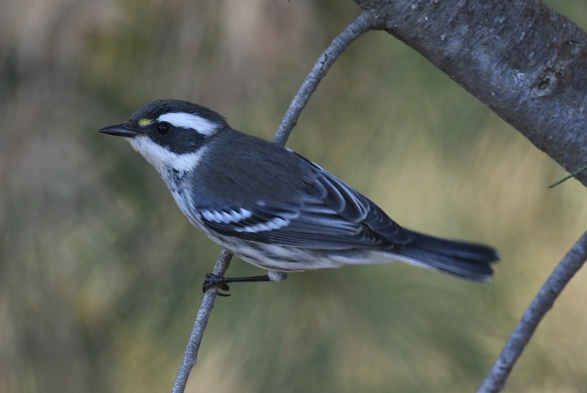 Black-throated Gray Warbler - ML622492604