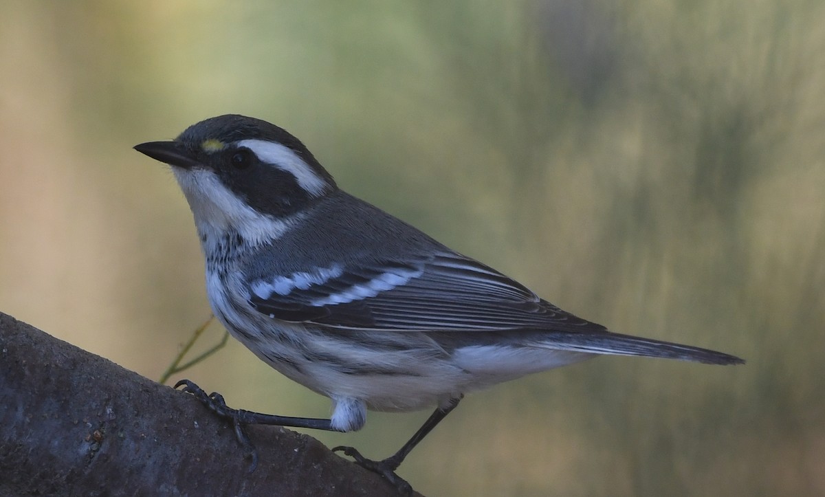 Black-throated Gray Warbler - ML622492608