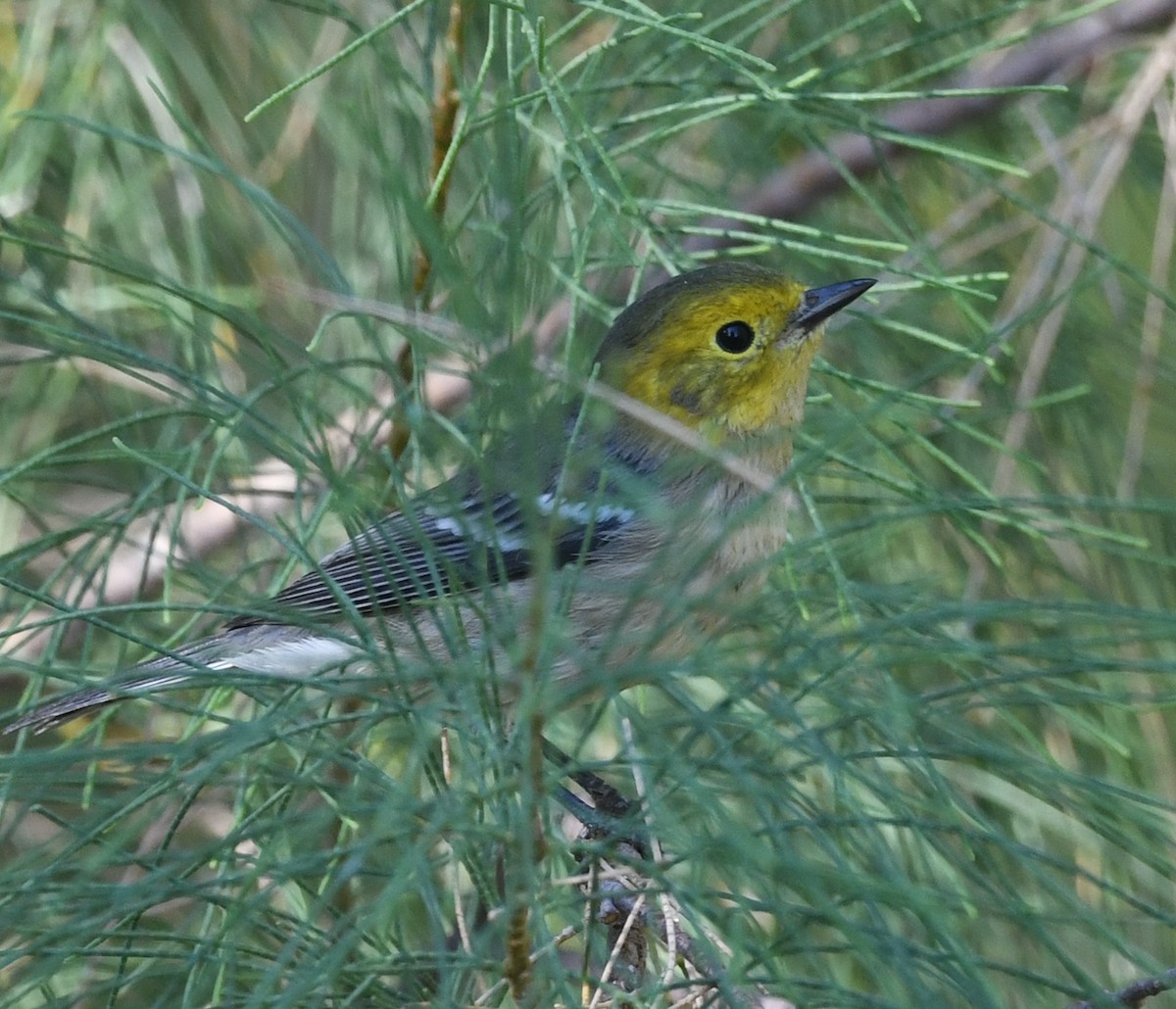 Hermit Warbler - ML622492615