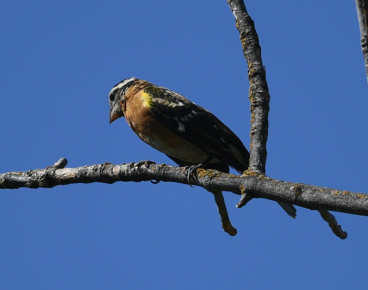 Black-headed Grosbeak - ML622492623