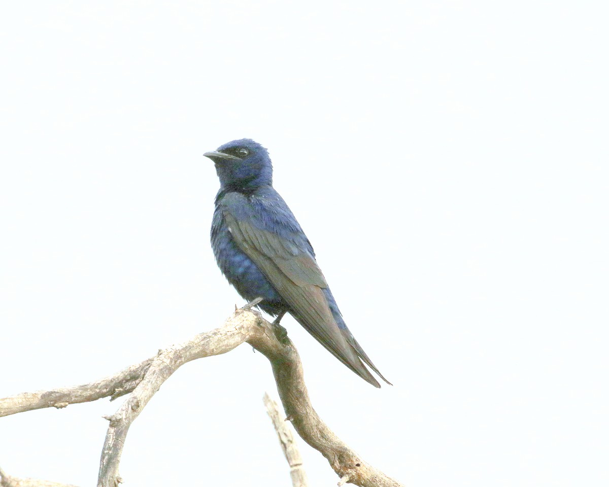 Hirondelle noire (hesperia) - ML622492658