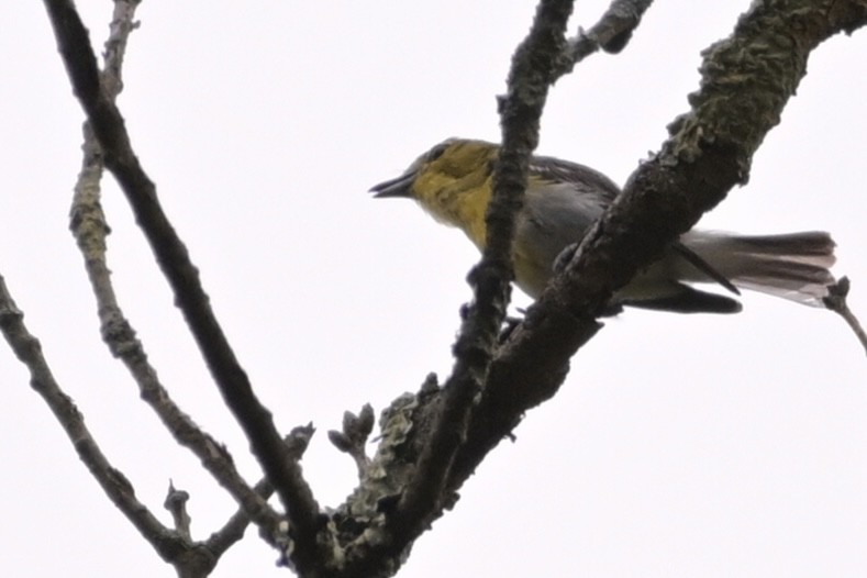 Viréo à gorge jaune - ML622492695